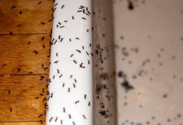 Trusted Glen Rock, NJ Pest Control Experts